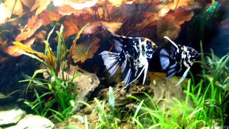 Besatz im Aquarium Becken 14057 von Kleiner_Fisch (69)