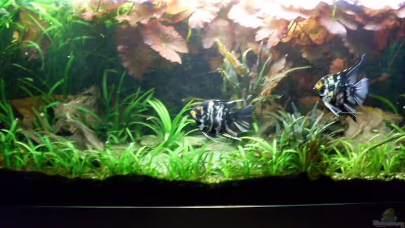 Besatz im Aquarium Becken 14057 von Kleiner_Fisch (71)