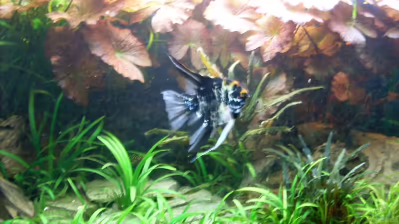 Besatz im Aquarium Becken 14057 von Kleiner_Fisch (72)