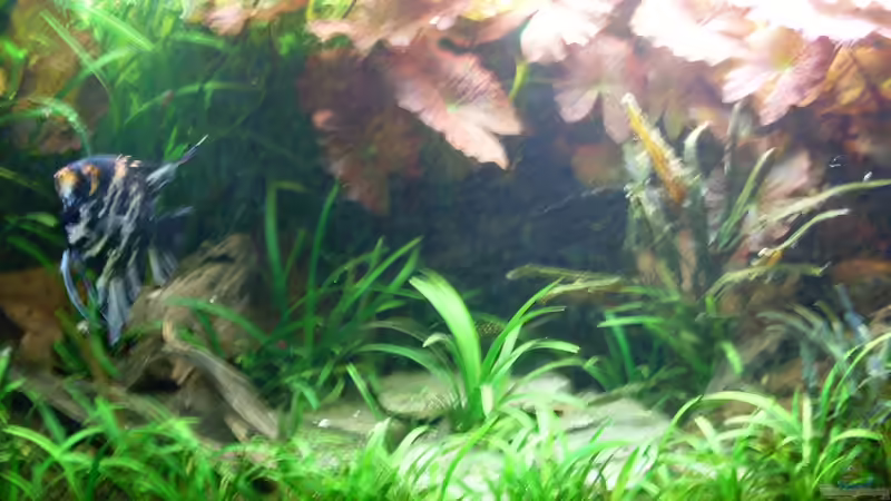 Besatz im Aquarium Becken 14057 von Kleiner_Fisch (73)