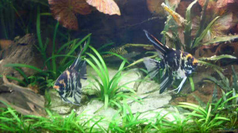 Besatz im Aquarium Becken 14057 von Kleiner_Fisch (74)