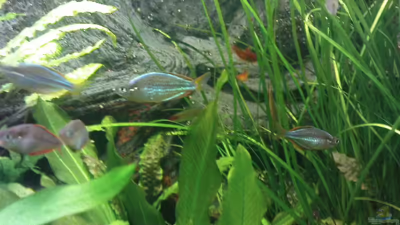 Besatz im Aquarium Becken 14098 von Jens Hug (8)