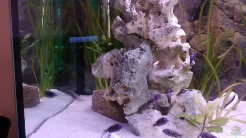 Besatz im Aquarium Becken 14104 von CICHLID (28)