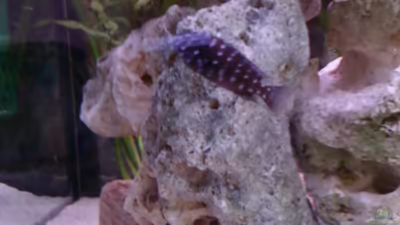 Besatz im Aquarium Becken 14104 von CICHLID (29)