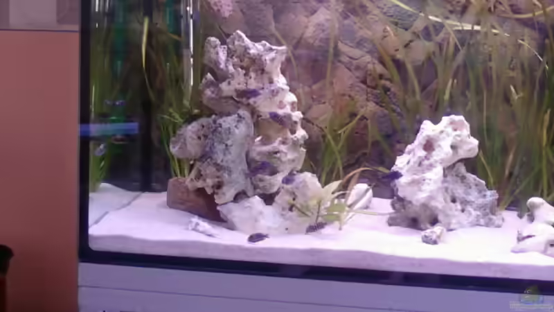 Besatz im Aquarium Becken 14104 von CICHLID (30)