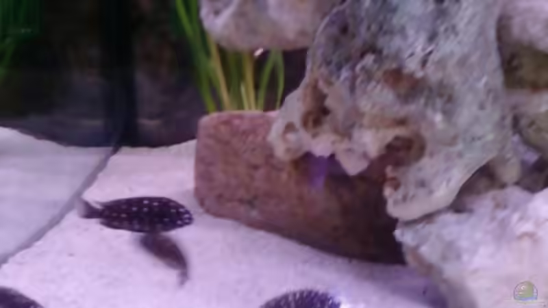 Besatz im Aquarium Becken 14104 von CICHLID (31)