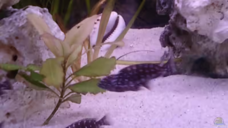 Besatz im Aquarium Becken 14104 von CICHLID (32)