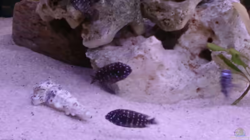 Besatz im Aquarium Becken 14104 von CICHLID (33)