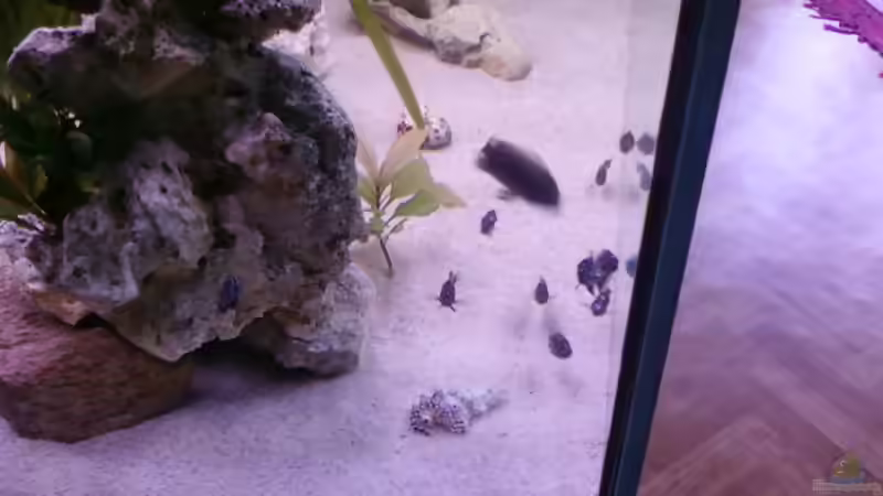 Besatz im Aquarium Becken 14104 von CICHLID (35)