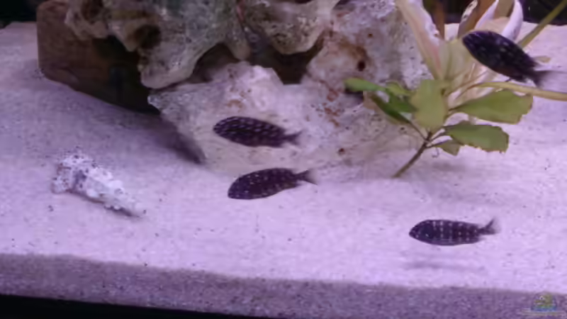 Besatz im Aquarium Becken 14104 von CICHLID (36)