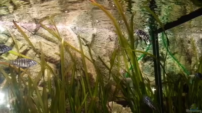 Besatz im Aquarium Becken 14104 von CICHLID (38)