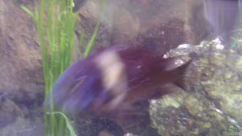 Besatz im Aquarium Becken 14104 von CICHLID (46)