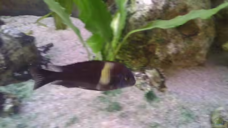 Besatz im Aquarium Becken 14104 von CICHLID (47)