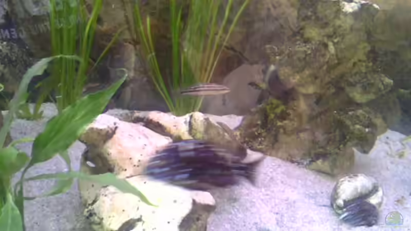 Besatz im Aquarium Becken 14104 von CICHLID (48)