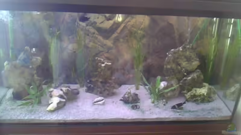 Besatz im Aquarium Becken 14104 von CICHLID (50)