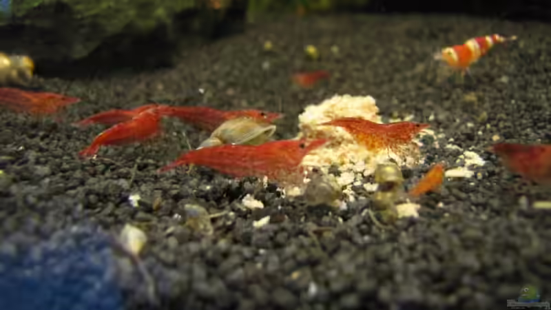 Besatz im Aquarium Becken 14168 von NilsH86 (4)