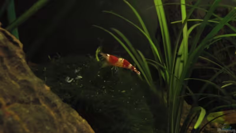 Besatz im Aquarium Becken 14168 von NilsH86 (7)