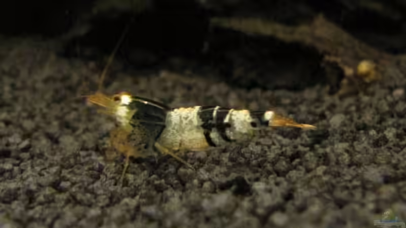 Besatz im Aquarium Becken 14168 von NilsH86 (8)