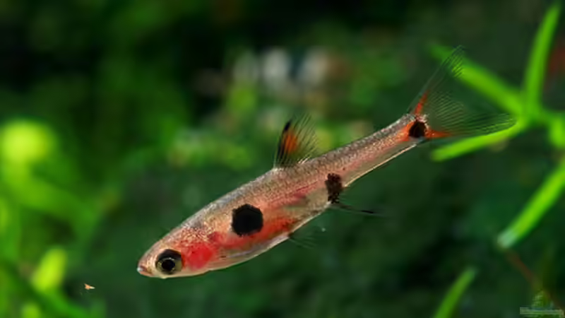 Besatz im Aquarium Becken 14194 von niva (20)