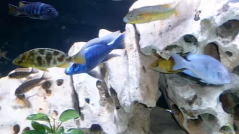 Besatz im Aquarium Becken 142 von Melanie Stauff (10)