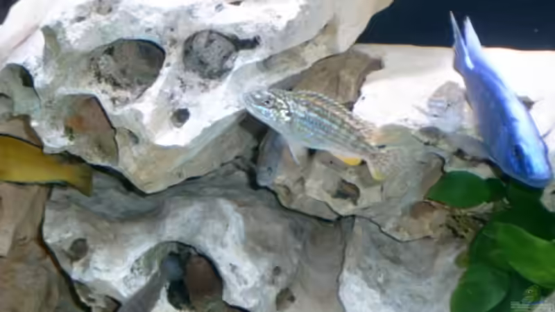 Besatz im Aquarium Becken 142 von Melanie Stauff (11)