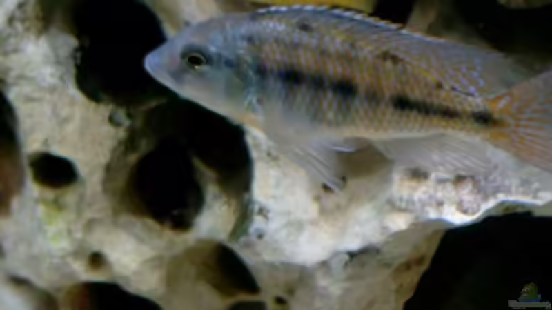 Besatz im Aquarium Becken 142 von Melanie Stauff (12)