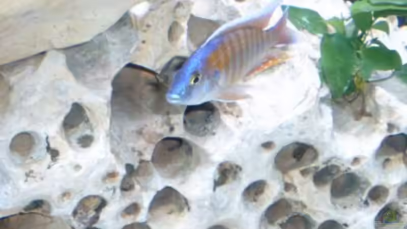 Besatz im Aquarium Becken 142 von Melanie Stauff (3)