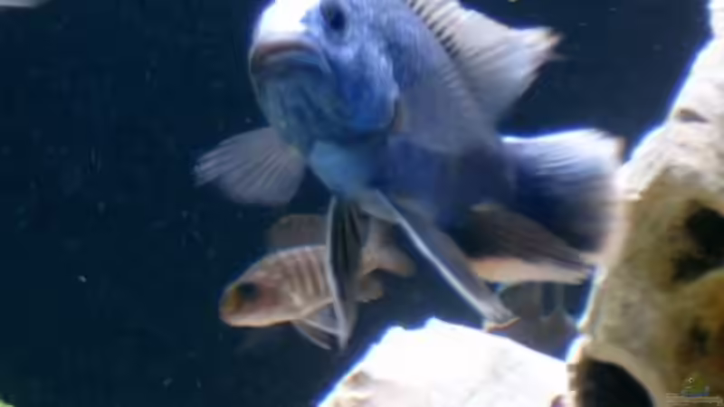 Besatz im Aquarium Becken 142 von Melanie Stauff (7)