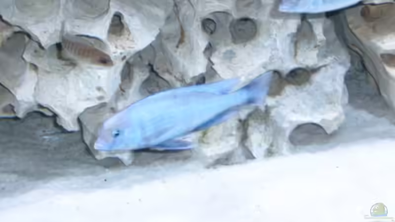 Besatz im Aquarium Becken 142 von Melanie Stauff (9)