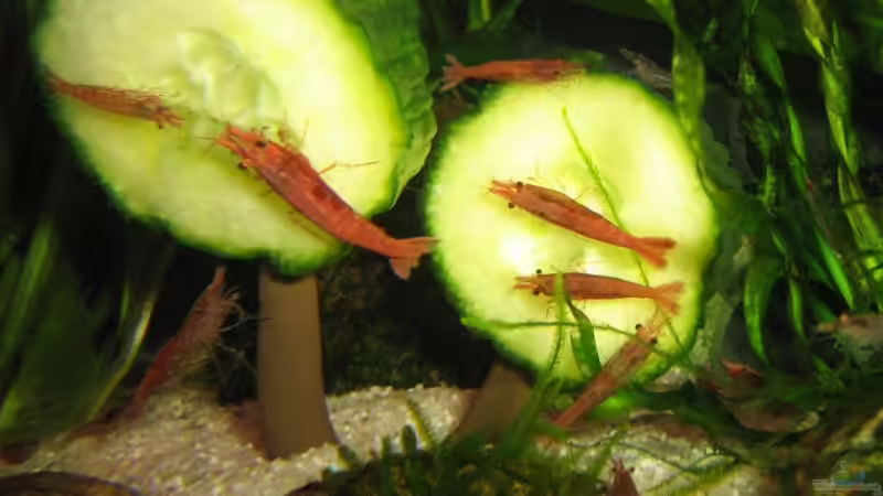 Besatz im Aquarium Becken 14212 von Claas Harmsen (11)