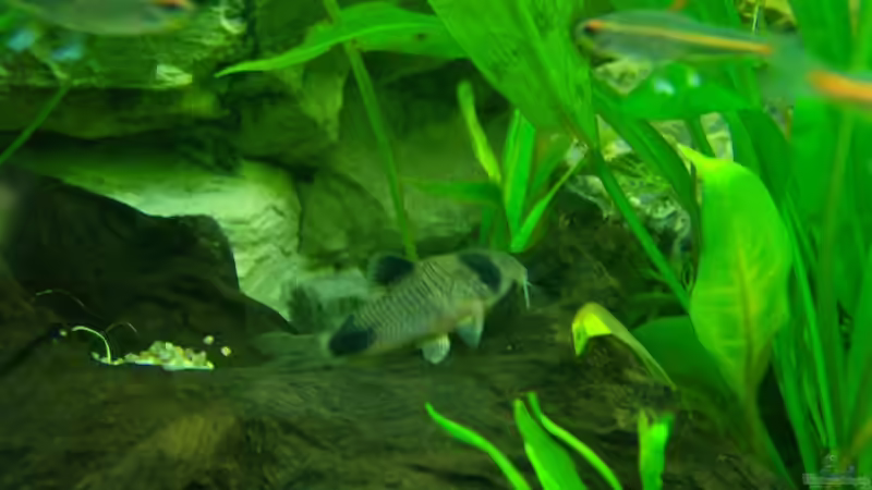 Besatz im Aquarium Becken 14217 von Cristian R. Mendez (14)