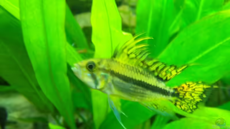 Besatz im Aquarium Becken 14217 von Cristian R. Mendez (18)