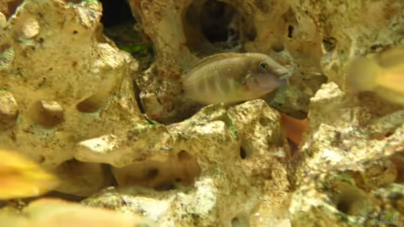 Besatz im Aquarium Becken 14238 von tauchteddy (10)