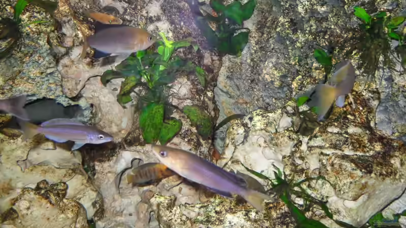 Besatz im Aquarium Becken 14238 von tauchteddy (11)