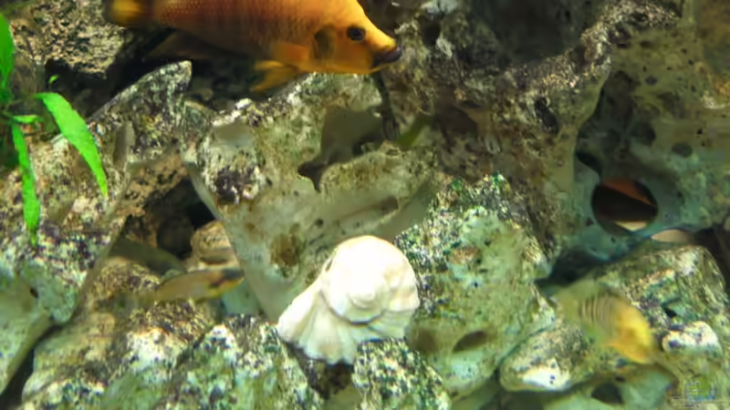 Besatz im Aquarium Becken 14238 von tauchteddy (15)