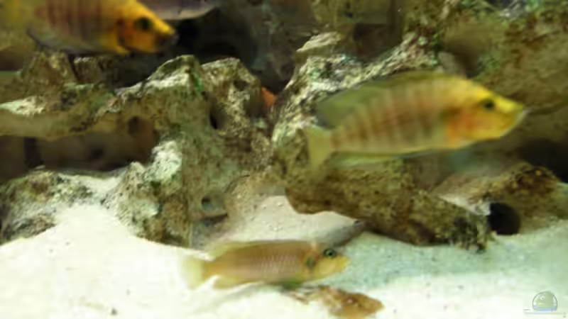 Besatz im Aquarium Becken 14238 von tauchteddy (5)