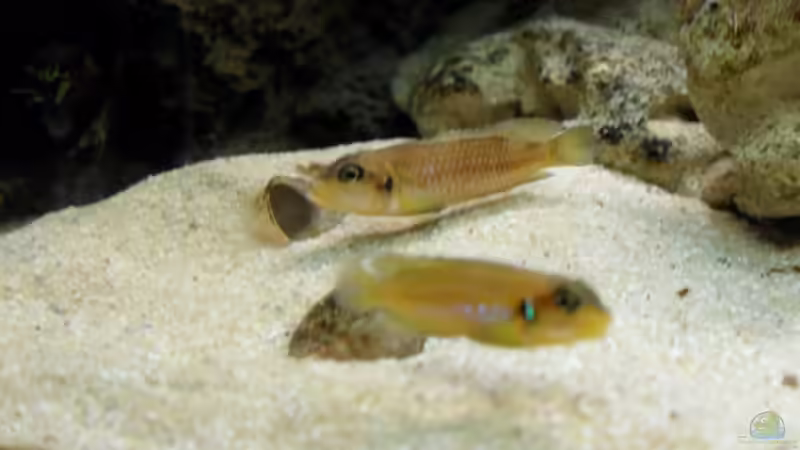 Besatz im Aquarium Becken 14238 von tauchteddy (6)