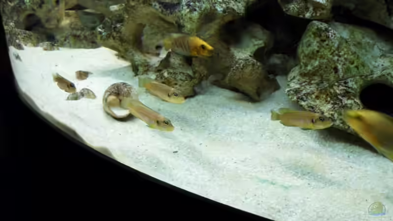 Besatz im Aquarium Becken 14238 von tauchteddy (8)