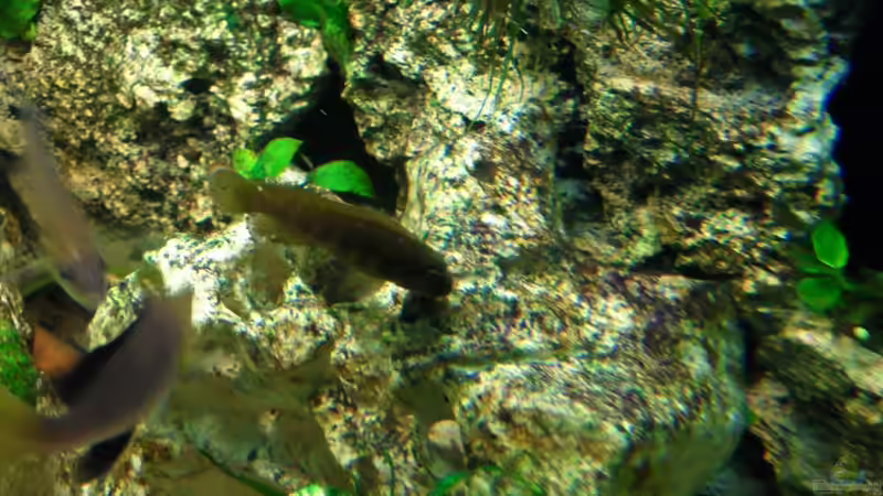 Besatz im Aquarium Becken 14238 von tauchteddy (9)