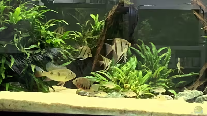 Besatz im Aquarium Becken 14239 von Oliver Bartels (10)