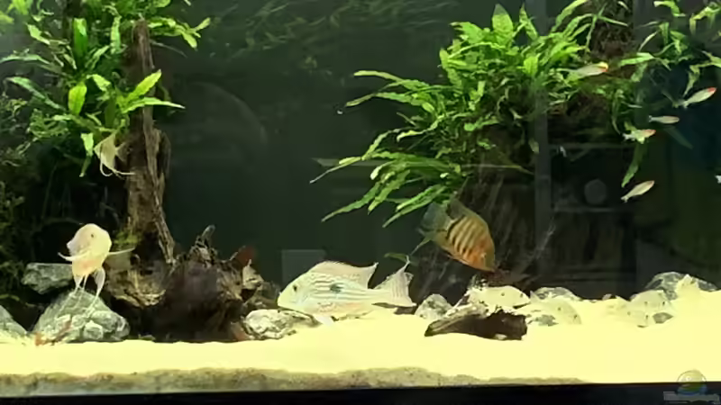 Besatz im Aquarium Becken 14239 von Oliver Bartels (11)