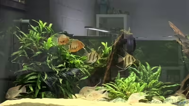 Besatz im Aquarium Becken 14239 von Oliver Bartels (12)