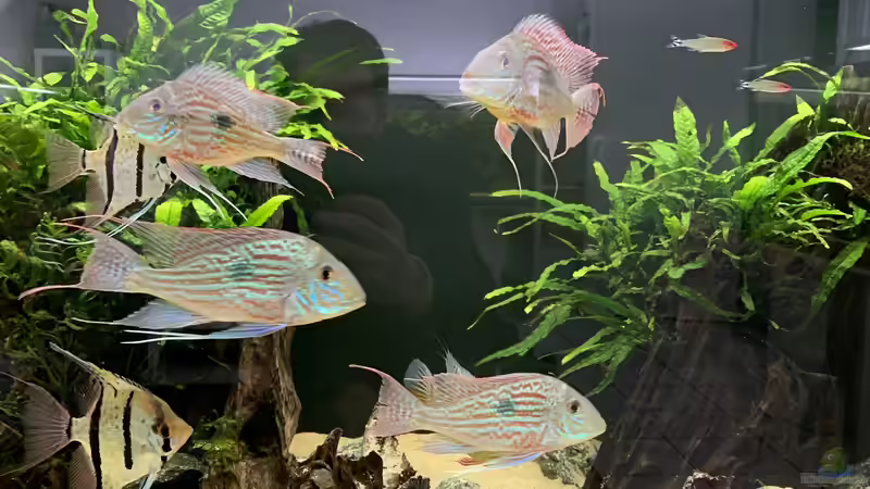 Besatz im Aquarium Becken 14239 von Oliver Bartels (13)