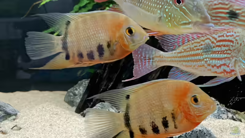 Besatz im Aquarium Becken 14239 von Oliver Bartels (14)