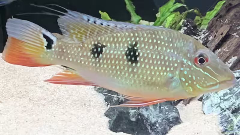 Besatz im Aquarium Becken 14239 von Oliver Bartels (16)