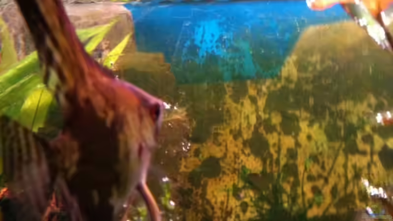 Besatz im Aquarium Becken 14248 von Tim Kohlenbecker (2)