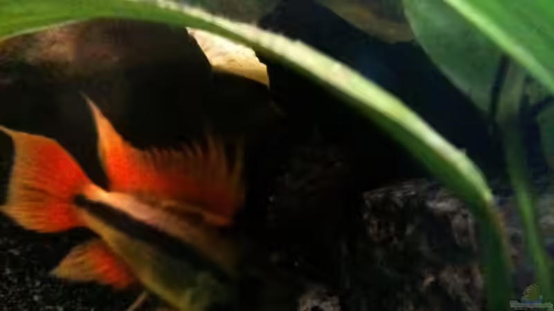 Besatz im Aquarium Becken 14248 von Tim Kohlenbecker (3)