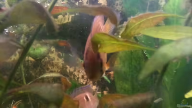 Besatz im Aquarium Becken 14248 von Tim Kohlenbecker (4)