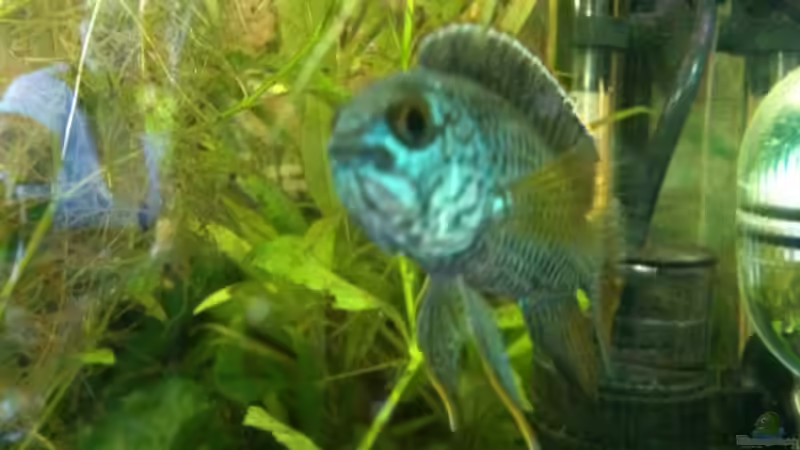 Besatz im Aquarium Becken 14248 von Tim Kohlenbecker (5)