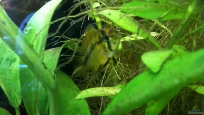 Besatz im Aquarium Becken 14248 von Tim Kohlenbecker (6)